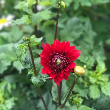 Dahlia 'Boom Boom Red'