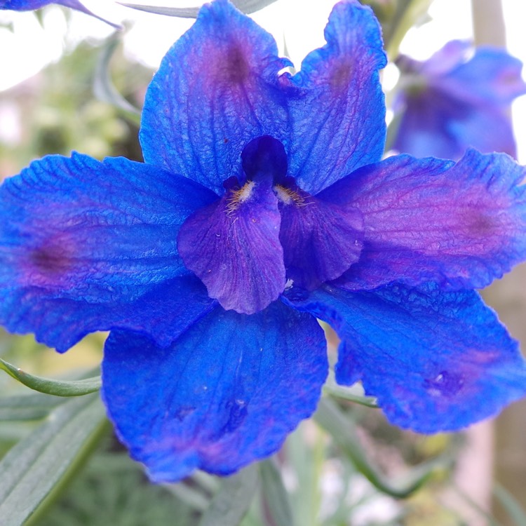 Plant image Delphinium chinensis 'Blue Butterfly'