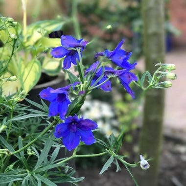 Delphinium chinensis 'Blue Butterfly'