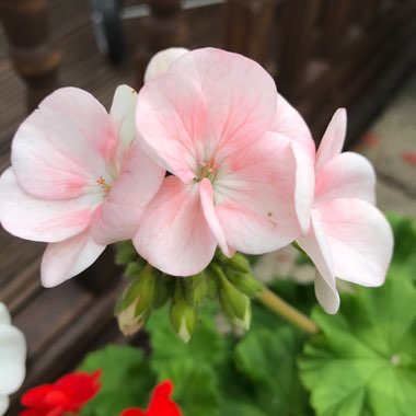 Geranium