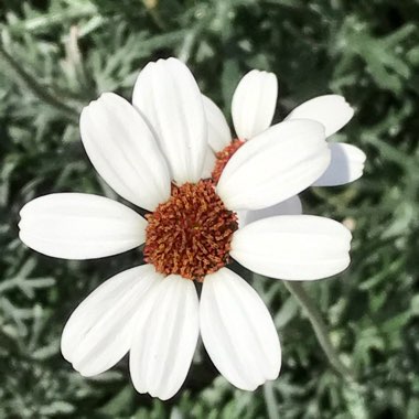 Rhodanthemum 'Casablanca' (Atlas Daisy Series)