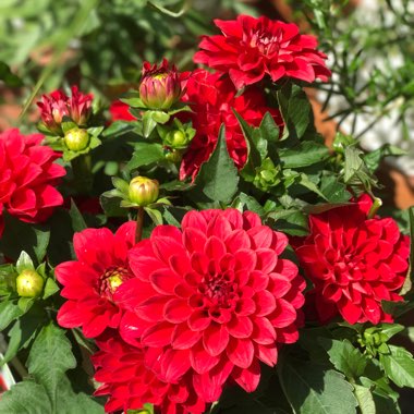 Dahlia 'Gallery Red'