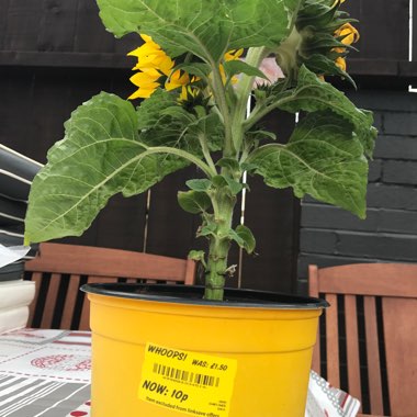 Helianthus annuus 'Little Dorrit'