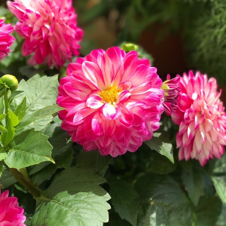 Plant image Dahlia 'Dalina Maxi Bonita'