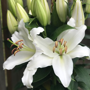 Lilium (Asiatic)