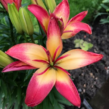 Lilium 'Delicate Joy'