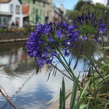 Agapanthus