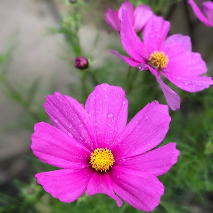 Plant image Cosmos Bipinnatus 'Sonata Carmine'