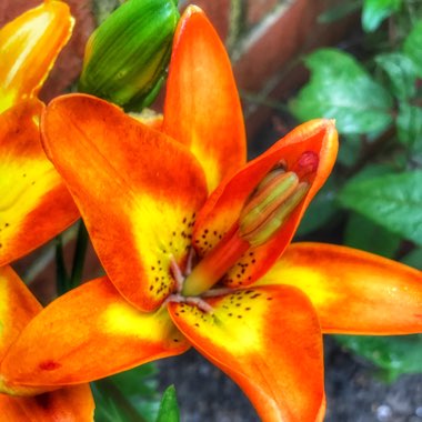 Lilium (Asiatic)