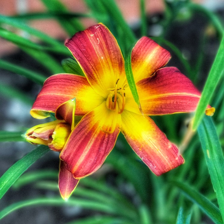 Plant image Hemerocallis 'Golden Zebra'