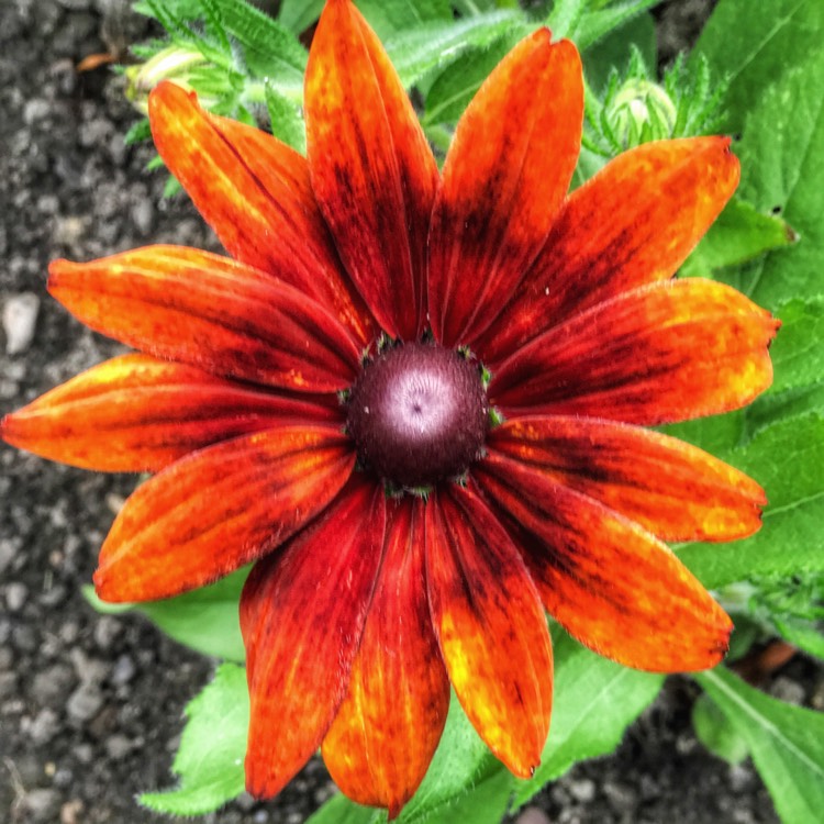 Plant image Rudbeckia hirta 'Cappuccino'