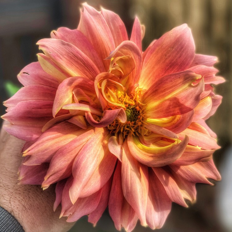 Plant image Dahlia 'Barry Williams'