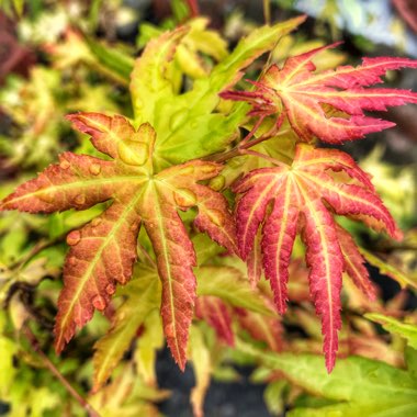 Acer shirasawanum 'Autumn Moon'