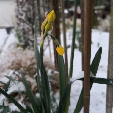 Narcissus 'Hollywood'