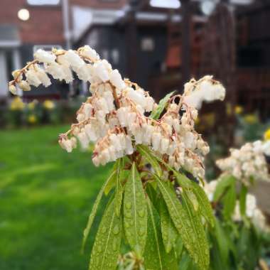 Pieris japonica 'Carnaval'