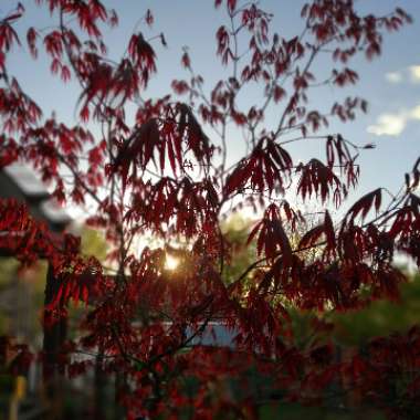 Acer Japonicum Vitifolium