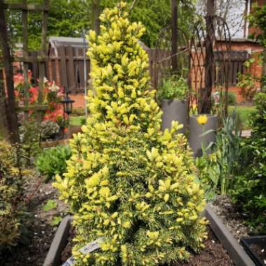 Picea glauca var. albertiana 'J.W. Daisy's White'