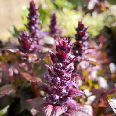 Ajuga reptans