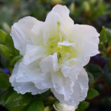 Rhododendron  (Azalea Varieties)