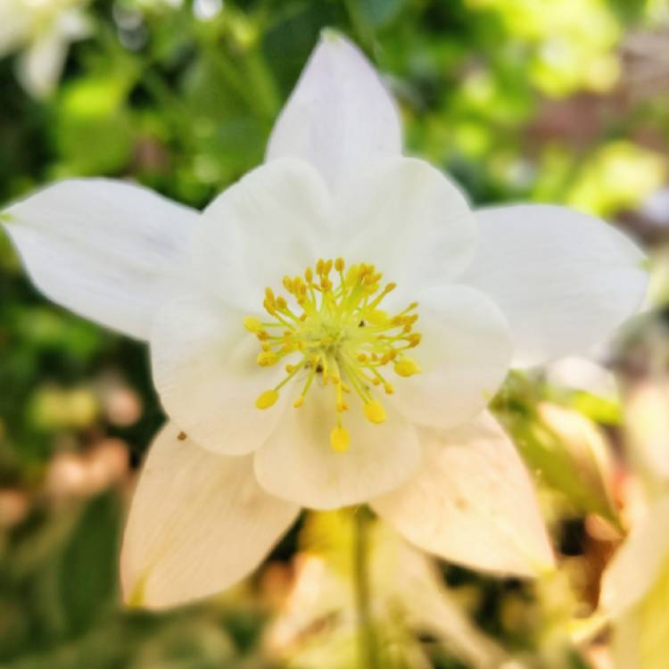 Plant image Aquilegia 'White Star'