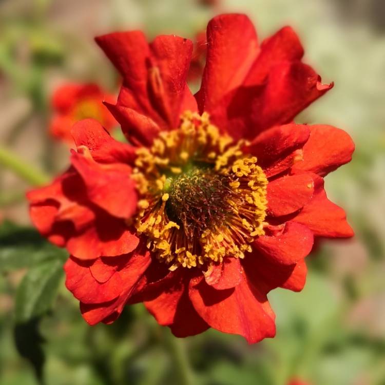 Plant image Geum coccineum 'Koi'