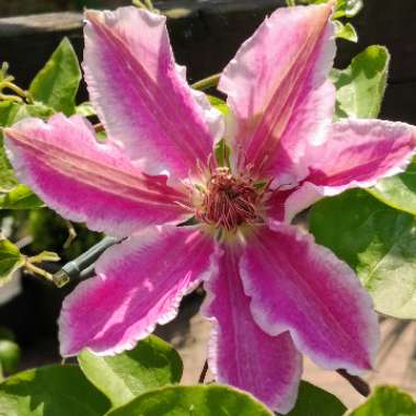 Clematis