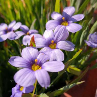 Sisyrinchium 'Sapphire'