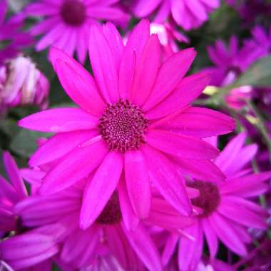 Pericallis x hybrida 'Sunseneribuba' (Senetti Series) syn. Pericallis 'Senetti Blue Bicolor'