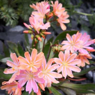 Lewisia 'Little Peach' (Little Series)