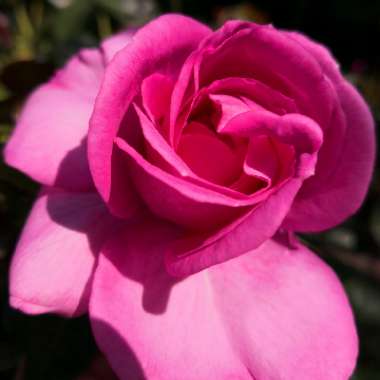 Rosa 'Harfrothy' (Abundance Series) syn. Rosa 'Pink Abundance'