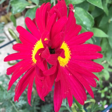 Tanacetum coccineum 'James Kelway' syn. Chrysanthemum coccineum 'James Kelway'