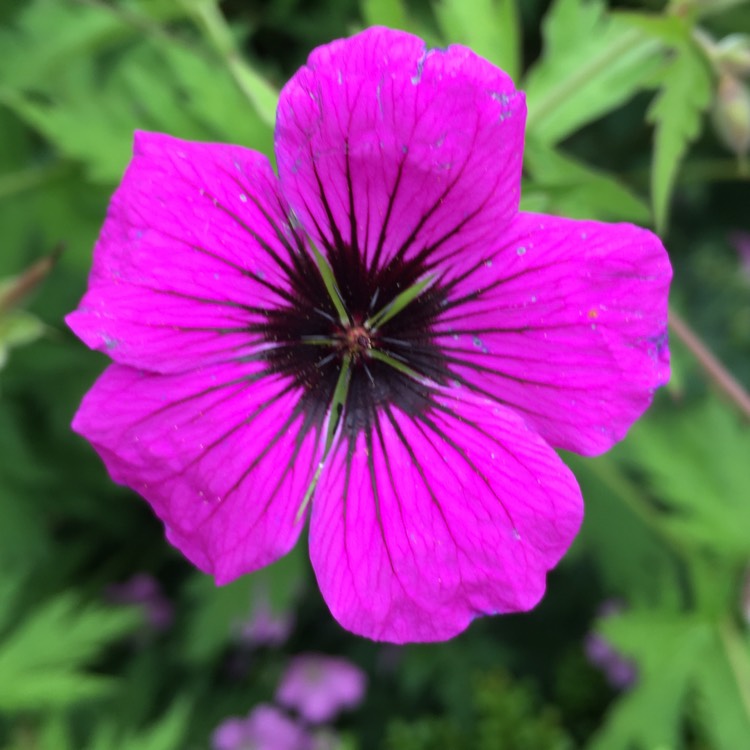 Plant image Geranium 'Ann Folkard'