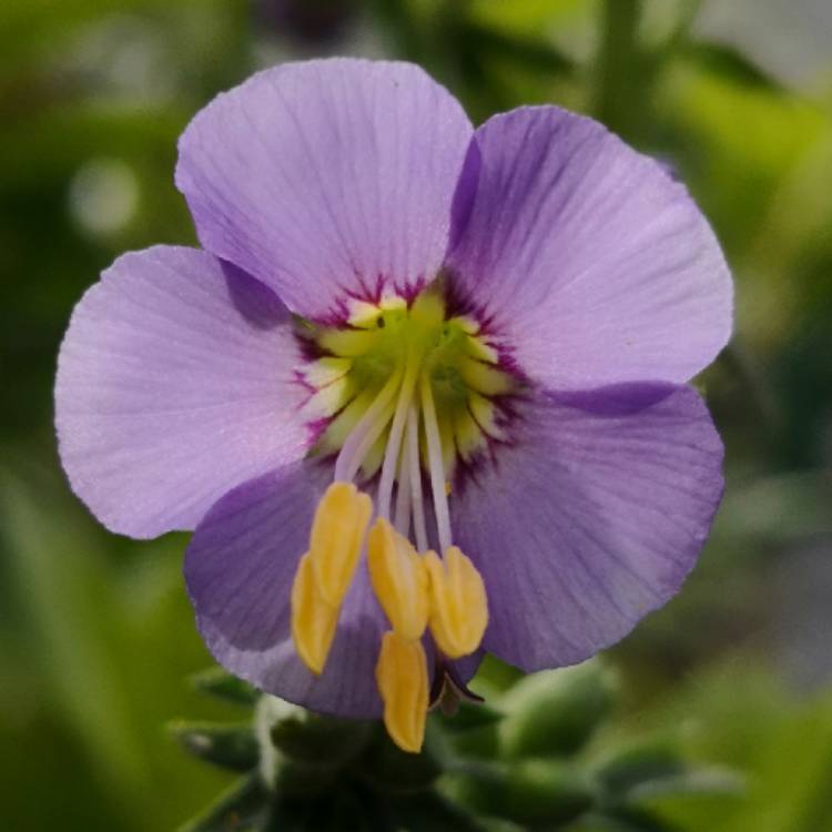 Plant image Polemonium caeruleum 'Bambino Blue'