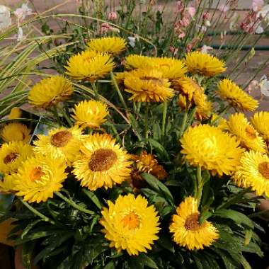 Xerochrysum bracteatum 'Dreamtime Jumbo Yellow'