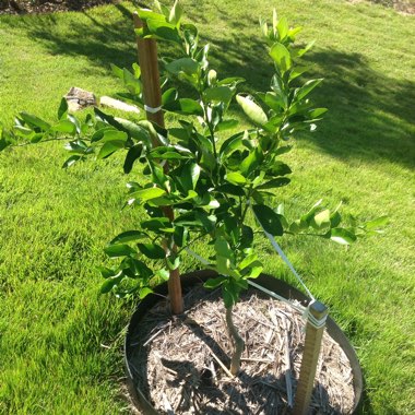 Citrus x latifolia