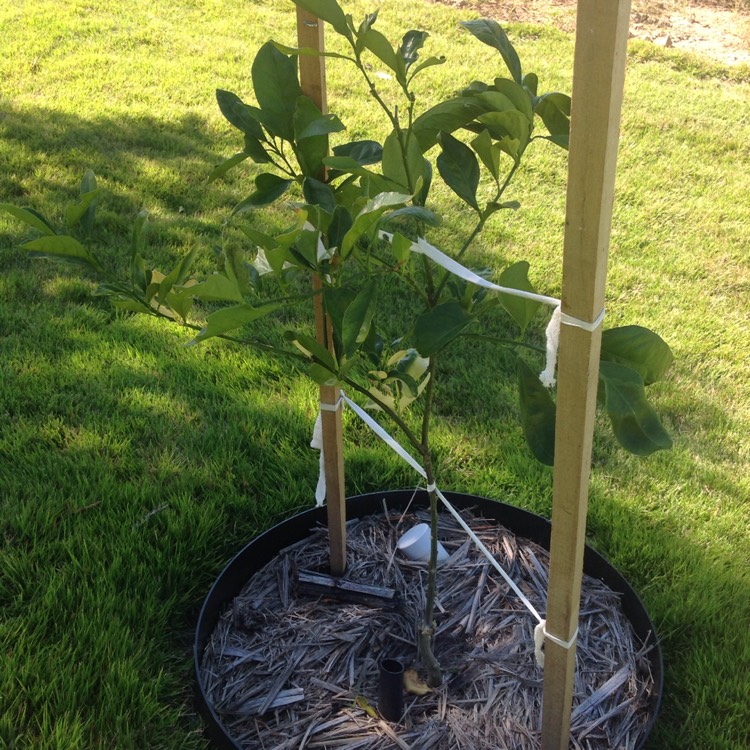 Plant image Citrus x sinensis