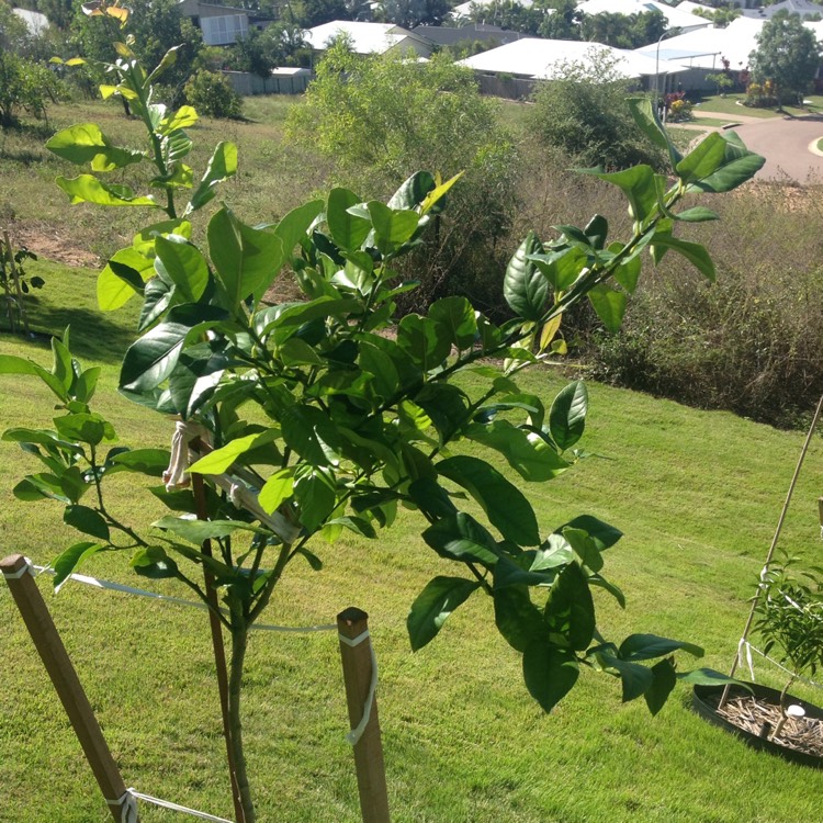 Plant image Citrus limon 'Lisbon'