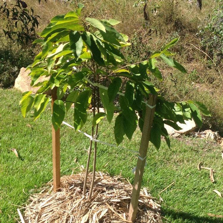 Plant image Annona Cherimoya syn. annona chirimoya