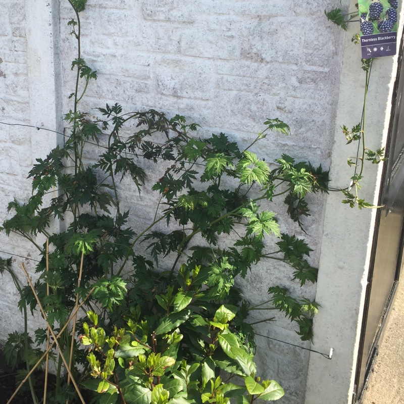 Plant image Rubus fruticosus 'Oregon Thornless'