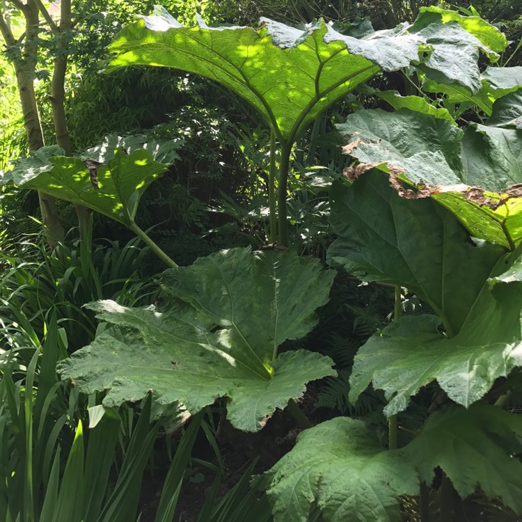 Plant image Gunnera magnifica