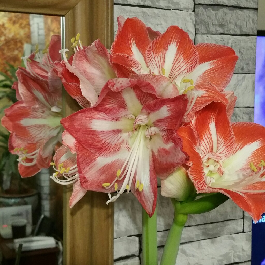 Plant image Hippeastrum 'Candy Floss'