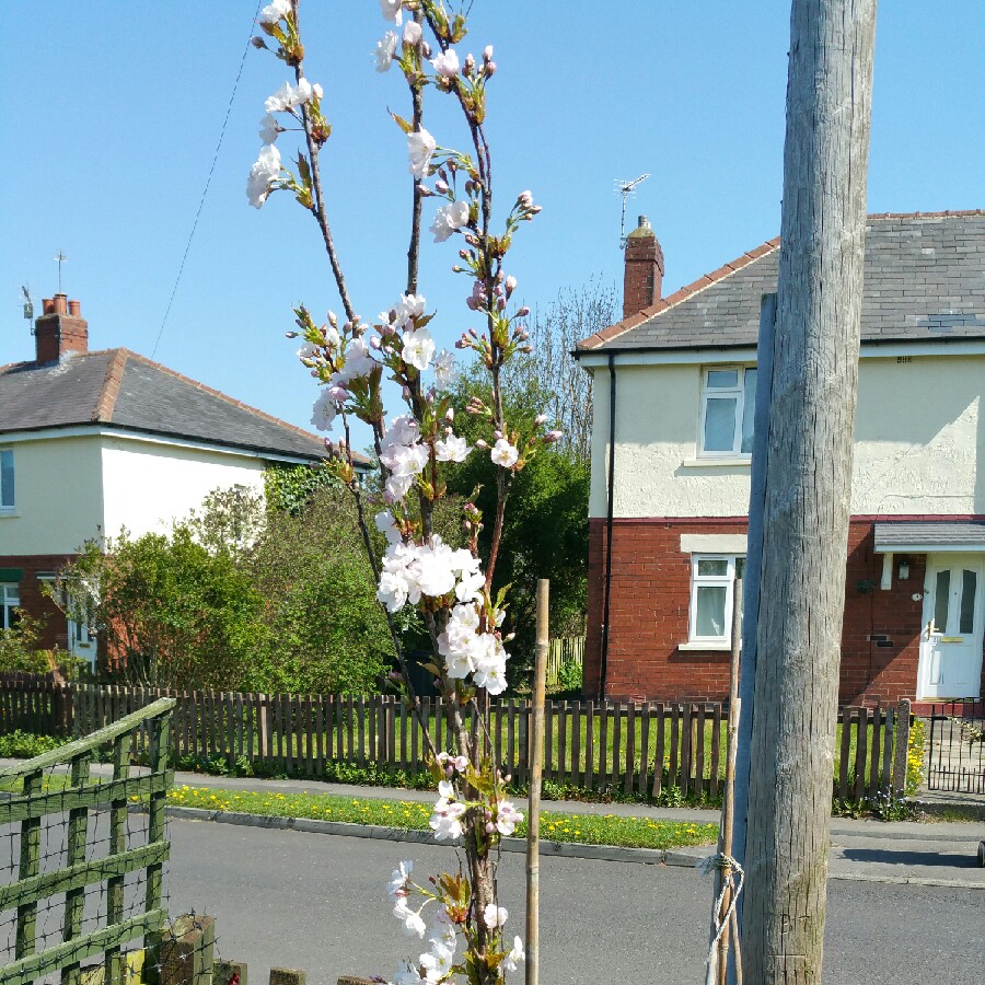 Plant image Prunus Serrulata 'Amanogawa'