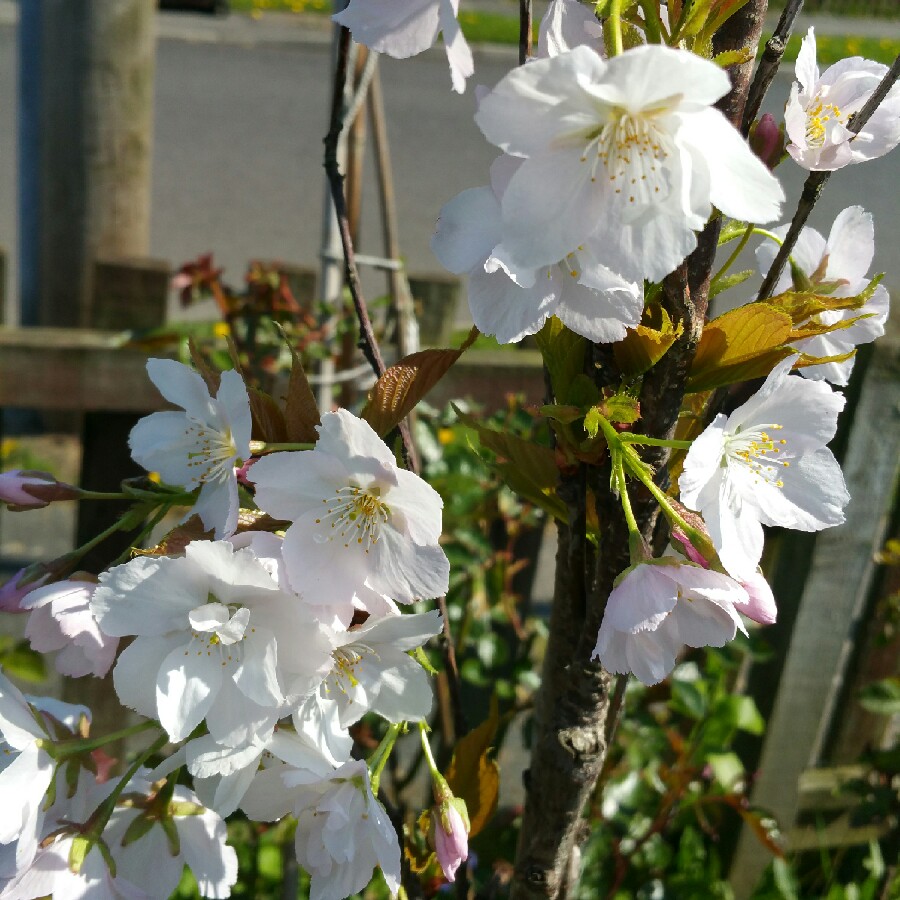 Plant image Prunus Serrulata 'Amanogawa'