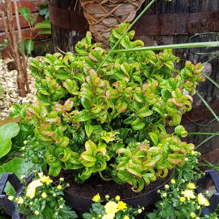 Plant image Leucothoe axillaris 'Curly Red'