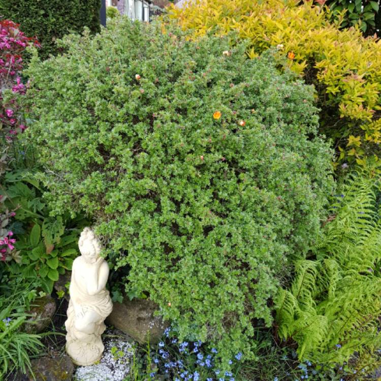 Plant image Potentilla atrosanguinea 'Argyrophylla'