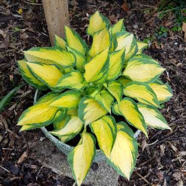 Hosta 'Marmalade on Toast'