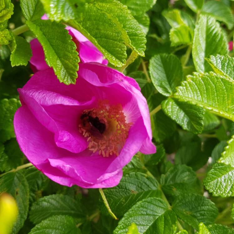 Plant image Rosa rugosa var. rubra syn. Rosa rugosa 'Rubra', Rosa rugosa 'Atropurpurea'