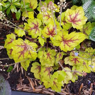 Heuchera 'Stoplight'