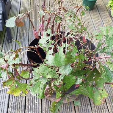 Ligularia dentata 'Desdemona'