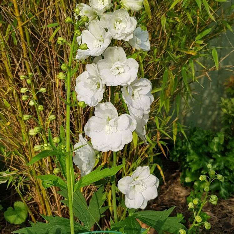 Plant image Campanula persicifolia 'Takion White' (Takion Series)